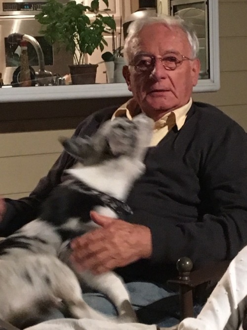 Idk If Anyone Wanted Pictures Of Manchitas Terrorizing My Uncle And Being Unfairly Cute But Here You