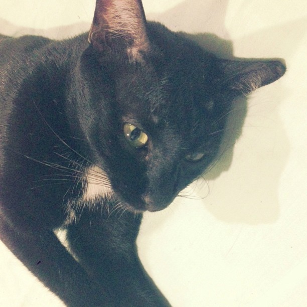 kewlgal:  My black cat “Oliang” aka Black coffee #cat #cute #猫 #可愛い