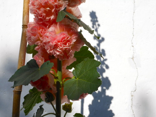 spaziergaenge-blog:  Teichstätt | 7.2014