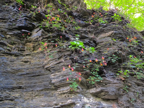 More from that section of the Lehigh: columbine on cliffs and an area packed with maidenhair fern. I