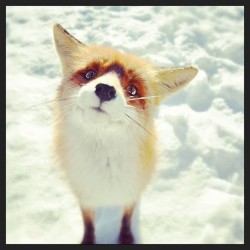 9gag:  Cutest Fox Ever! 