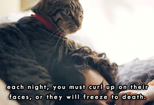 f-ingtriangle:  angryginger:  - “A Cat’s Guide To Taking Care of Your Human” [x]