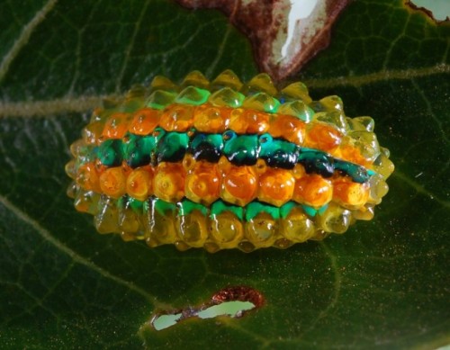 coolthingoftheday: 1. Spun glass caterpillar2. Io caterpillar3. Jewel caterpillar4. Unknown5. Flanne