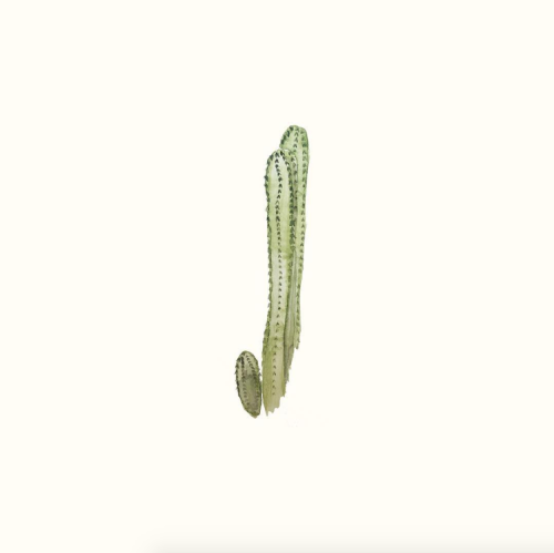 Porn Pics birdasaurus:  Sara Comb’s 100 Days of Cacti