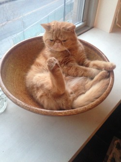 derpycats:  &ldquo;My foot is so beautiful. I will just sit here in my bowl and stare at my foot for a while,&rdquo; thinks FitzRoy the cat.