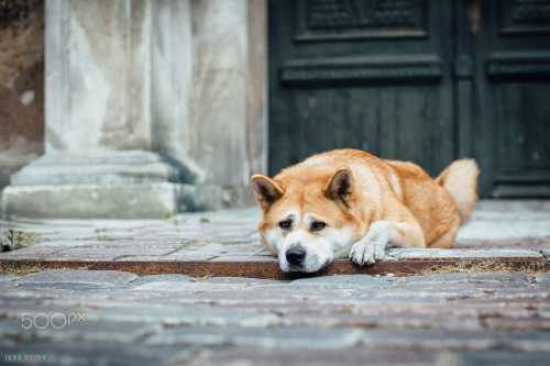 handsomedogs:Inna Grinn | DOGS OUTDOOR - OLD TOWN