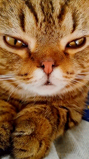 neko-gifs:/ᐠ｡‸｡ᐟ\