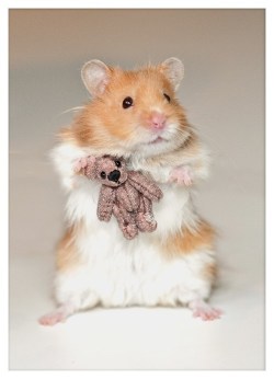cute-overload:  Benji, the Hamster, Snuggling