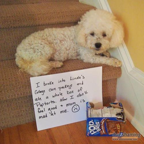 dogshaming:College Care Package DebacleJolie waits until we leave the house to do a food sweep every