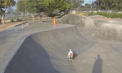 gifak-net:  Dash the Skateboarding Dog Does adult photos