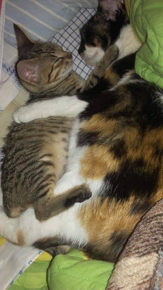 cuteandadorable:  Aww, Mother’s love!❤🐾😻