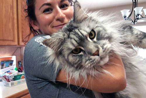 geekybibliophile: glitterkitty4ever: sorceressnora: awesome-picz: Maine Coon Cats That Will Make You