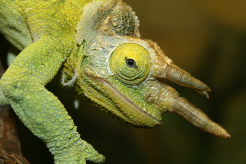 odditiesoflife:10 Wild Facts About Chameleons1 — Changes in light, temperature or emotion can prompt