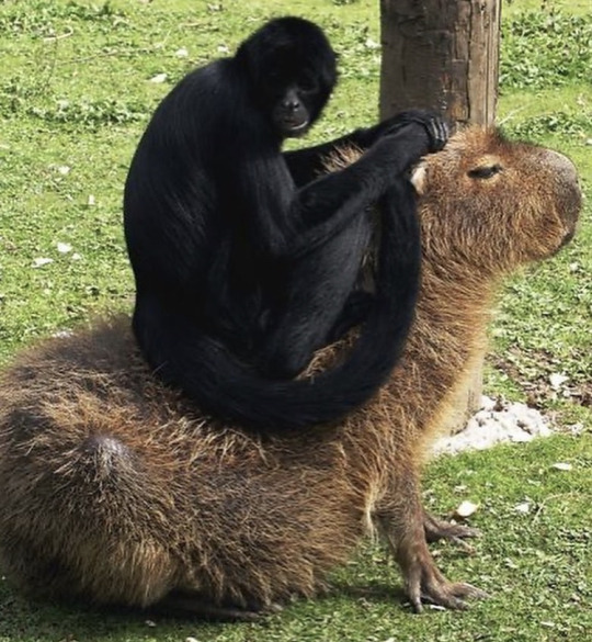 XXX happyheidi:Capybaras and friends ♡𝘊𝘢𝘱𝘺𝘣𝘢𝘳𝘢𝘴 photo