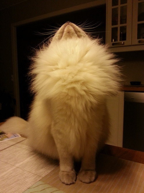 fantasticcatadventures:much 2 regal 4 u