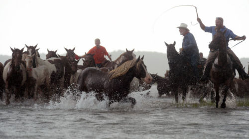 Porn Pics equine-awareness:  “Misty” Eyed Musings