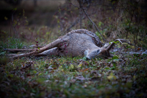 howtoskinatiger: Coyote kill. by Brotherwolfe on Flickr.