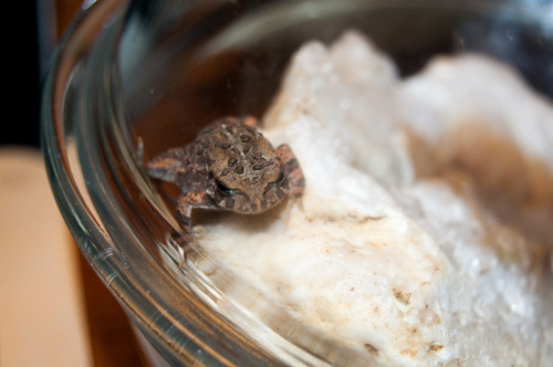 my toad scales the quartz geode in her glass bowl, instead of hiding under it.  she is a tiny dragon