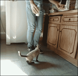 daddysbrattykittycat:  4gifs:  Cat drinks warmed milk like a baby. [video]  OH MY GOD!!!!!!!! :’) 