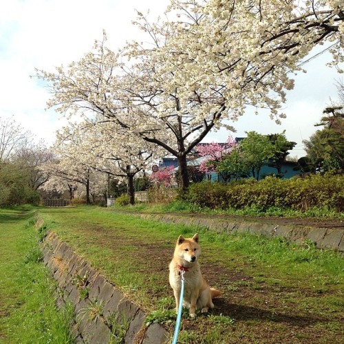 shibainu-komugi:また明日も桜を見に行きます(^-^)おやすみなさい。 #shiba #dog #komugi #柴犬
