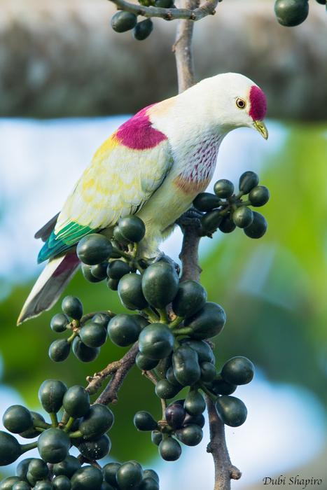 tiny-feisty-gay: snarg:  stereofeathers:  tawghasa:  hot-honey-fag:  slash-queen:  todaysbird:   remember: the ‘holy’ white doves are just white rock doves, aka the common pigeon!  Doves are just pigeons with white privilege   Also can we talk about