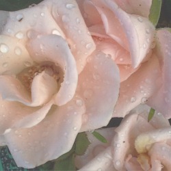 Lonely-Pink-Rose:  Rose!!!