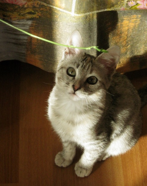 catsandothercreatures:My kitten ♥ Lolita is quite photogenic