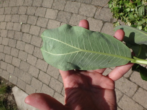 A “mutant” milkweed leaf.Interesting.  There was another where it split much lower 