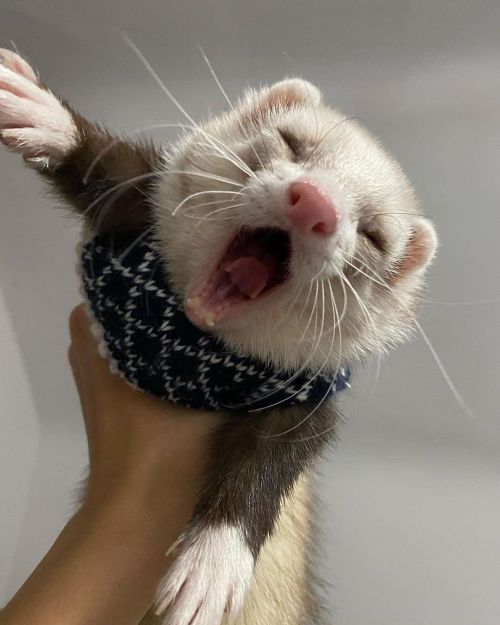 julieterbang: archietheferret