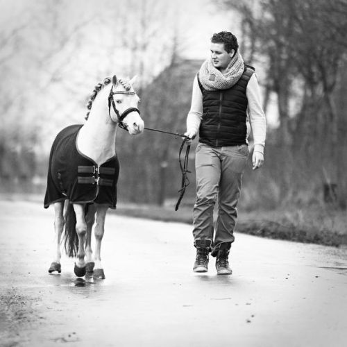 all-the-horses: Criccieth LamontBy Pwelle CurtisWelsh Pony Section A, StallionBorn 2009