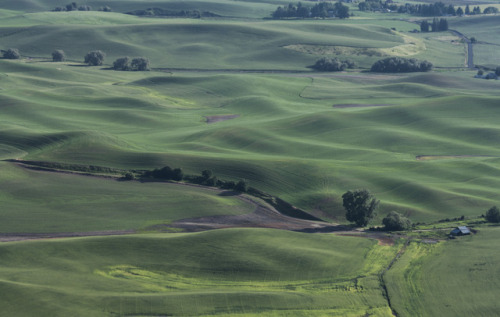 Palouse - The ViewSource: Diane Williams’s Photography