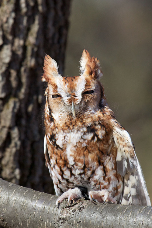 knicromaniac:fozmeadows:the face I make when someone tries to speak to me before 11am