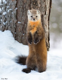 beautiful-wildlife:  American Pine Marten by Corey Hayes