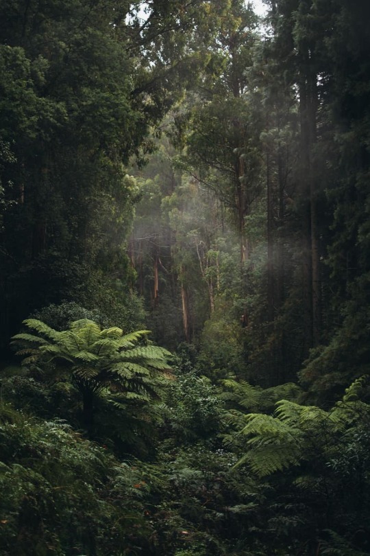 maureen2musings:  Olinda, Victoria, Australia   jaccobm    god