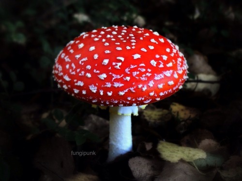 fungipunk: My first Fly Agaric (Amanita muscaria) of the year. Fly Agaric is the quintessential toad