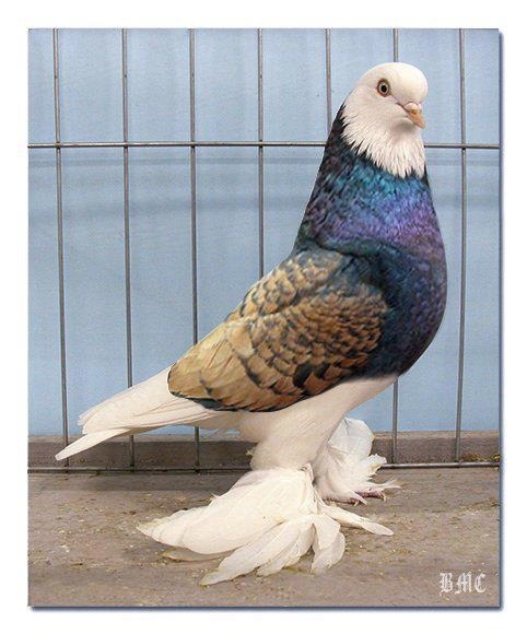 What Would You Say Is The Most Affectionate (friendly, Cuddly) Large Pigeon, Aside From A Frillback?