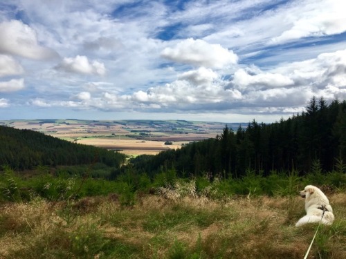 pupper spots his house on the far hillside