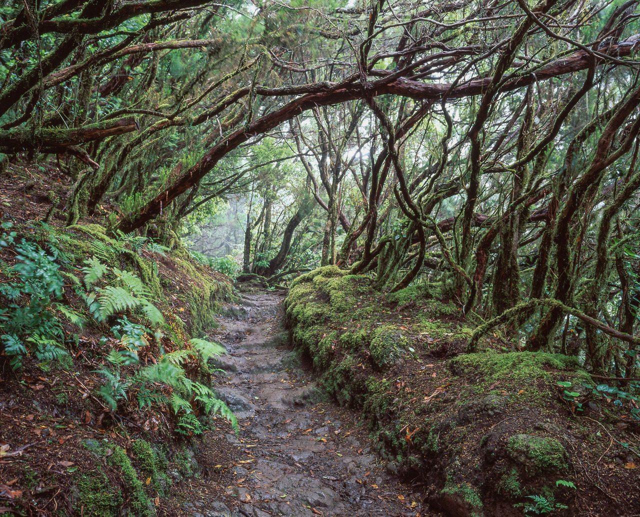 90377:  Path - Anaga by rachel_thecat   
