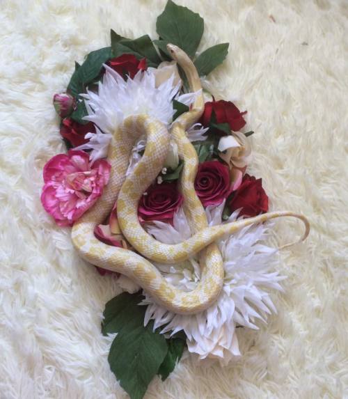 faust16:upupupuprincess:snake flower arrangements gamzeemakaraomg all those corns are adorable&helli