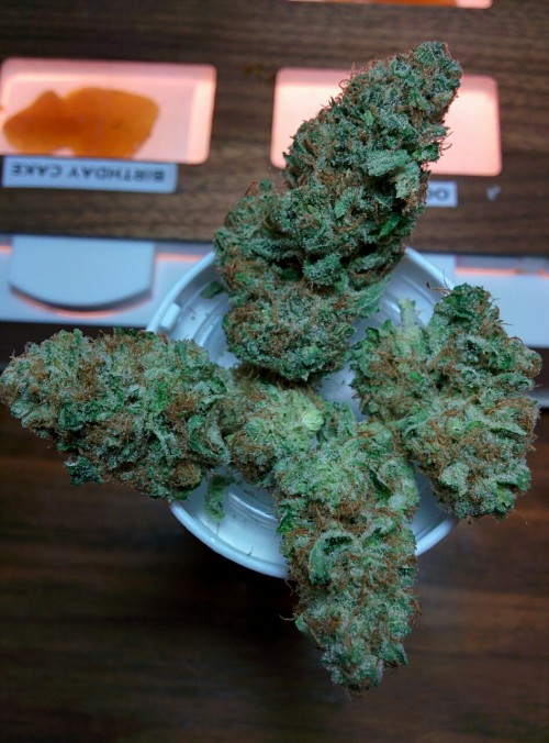 thegreenestgreendispensary:  Airborne G-13 at the Greenest Green Dispensary. Come get some!
