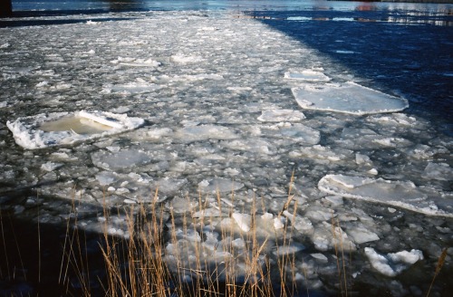 Icetide