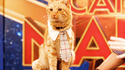 unicornships:these cool cats will rule the world…and the red carpet. Happy Caturday ~ Goose // Churc