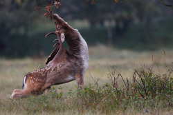 jaws-and-claws:  Fallow deer by Pim leijen on Flickr. 
