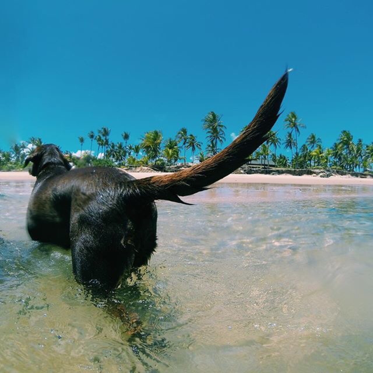 OCEAN OF LOVE