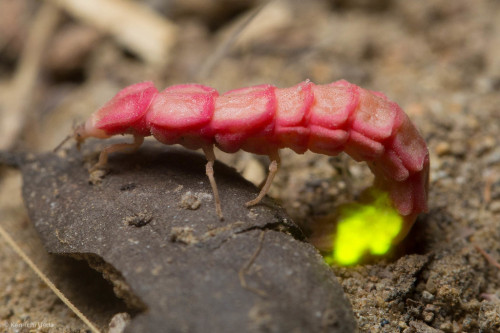 PINK GLOWWORMMicrophotus angustus©Ken-ichi UedaFemales of this species never morph into winged firef