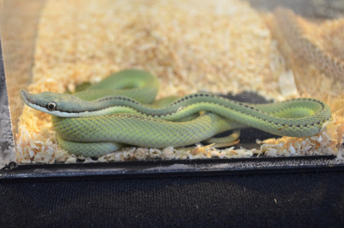 fuckyeahballpythons:  GTP neonate and a Rhino Ratsnake from East Bay Vivarium, two of my favourite photos from the day.   