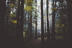 elenamorelli:  { autumn and the forest }