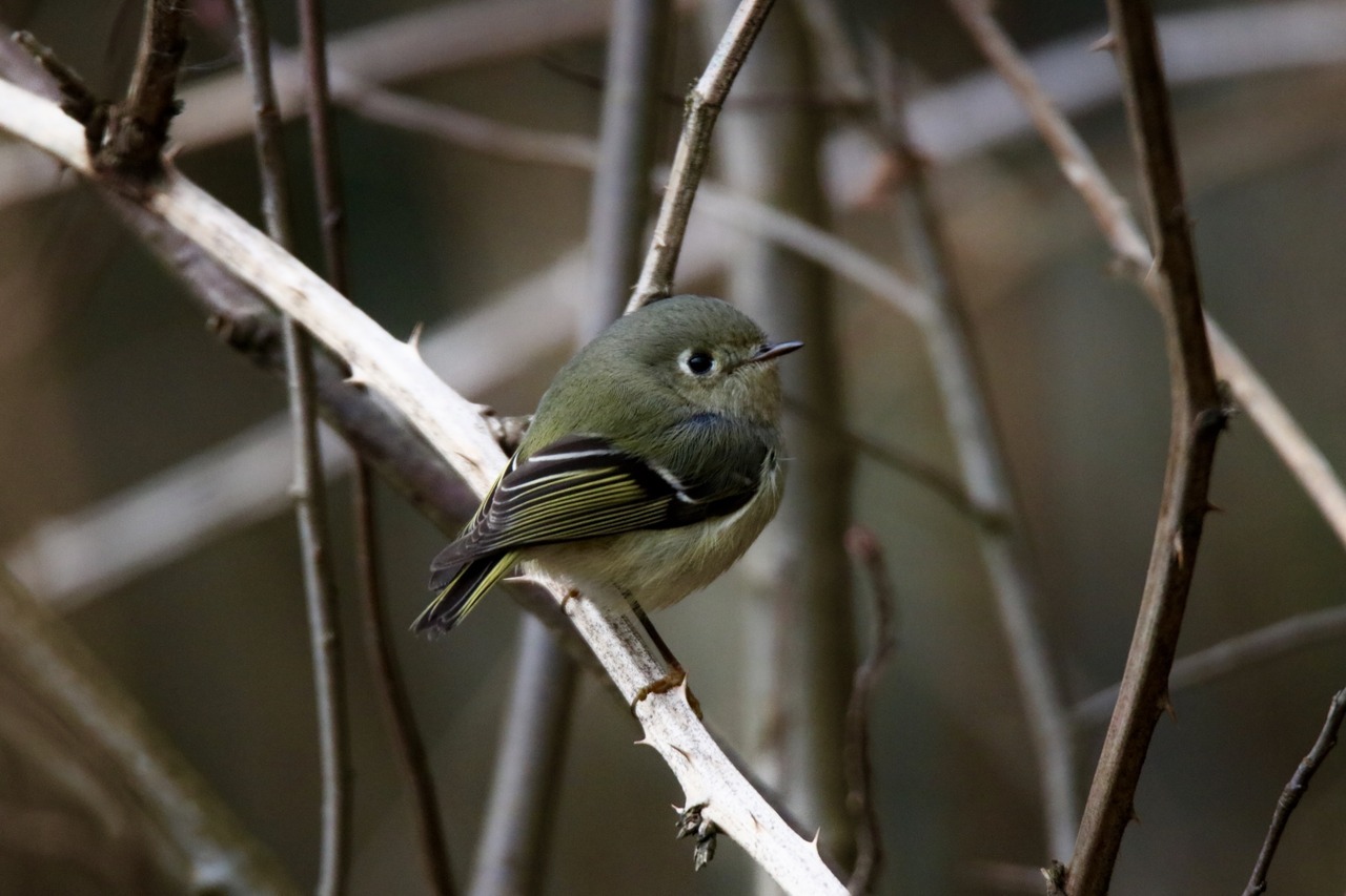 oceanodroma: My first good picture of any species of kinglet. This lil chubby birb