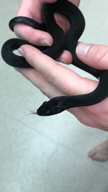 mudmossmolly: Check out this melanistic garter snake (not sure the if exact species of garter snake,