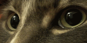 gif-giz:  http://www.bayanlar.com.tr